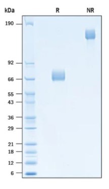 SDS PAGE (CD276-053H).jpg